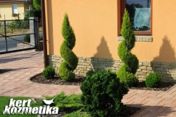 Spirál Hamisciprus (55)